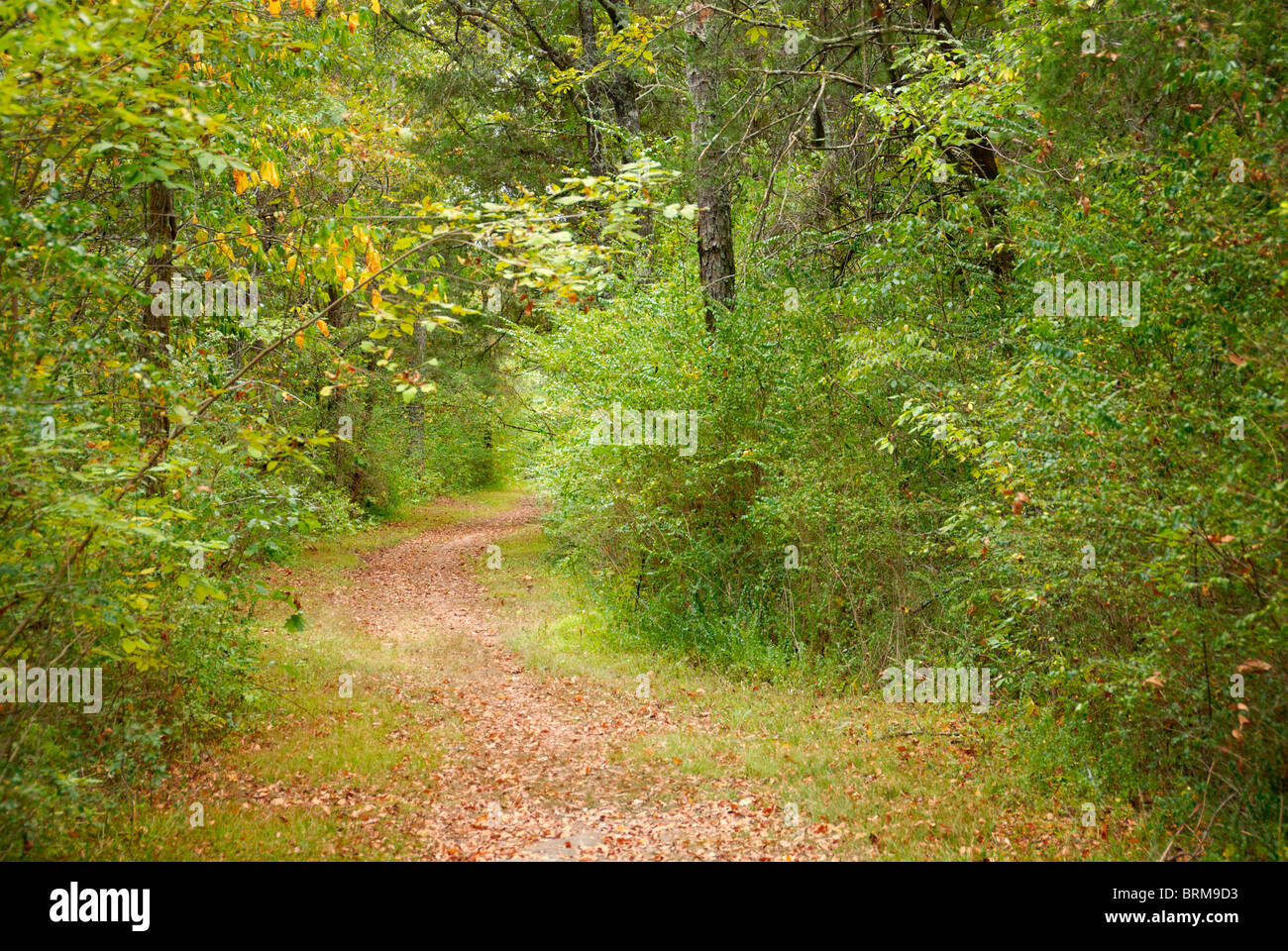 Hiking trail Chickamauga Battlefield - Hiking Trail Chickamauga Battlefield Georgia Usa BRM9D3 
