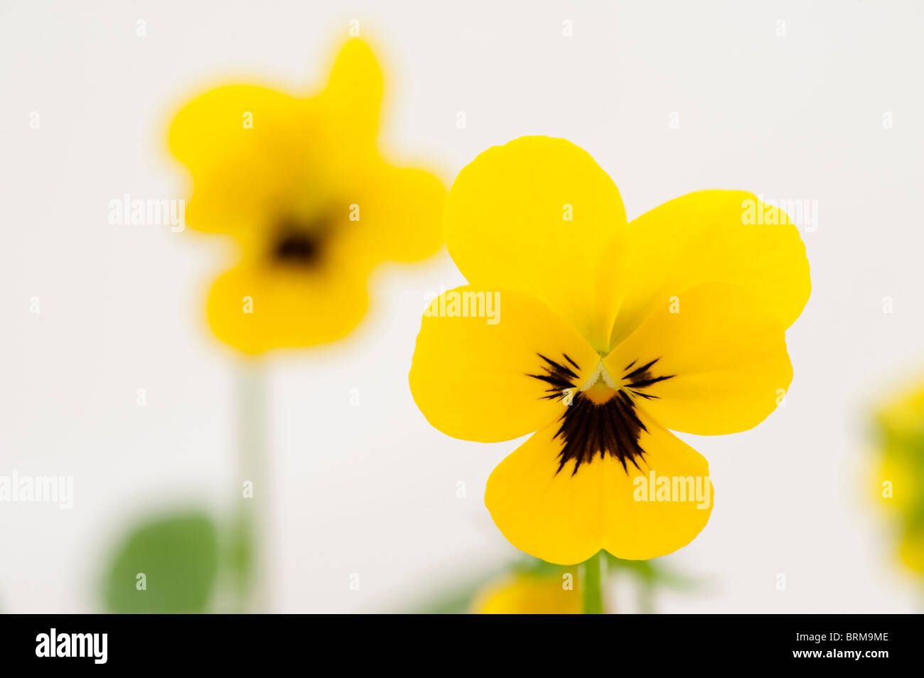 Viola 'Yellow Blotch' in flower Stock Photo