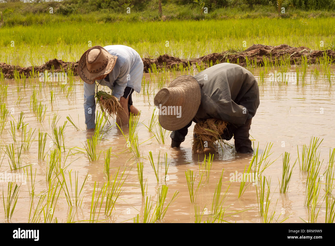 This picture shows a traditional scene in rural Thailand where two local villagers are planting rice. Stock Photo