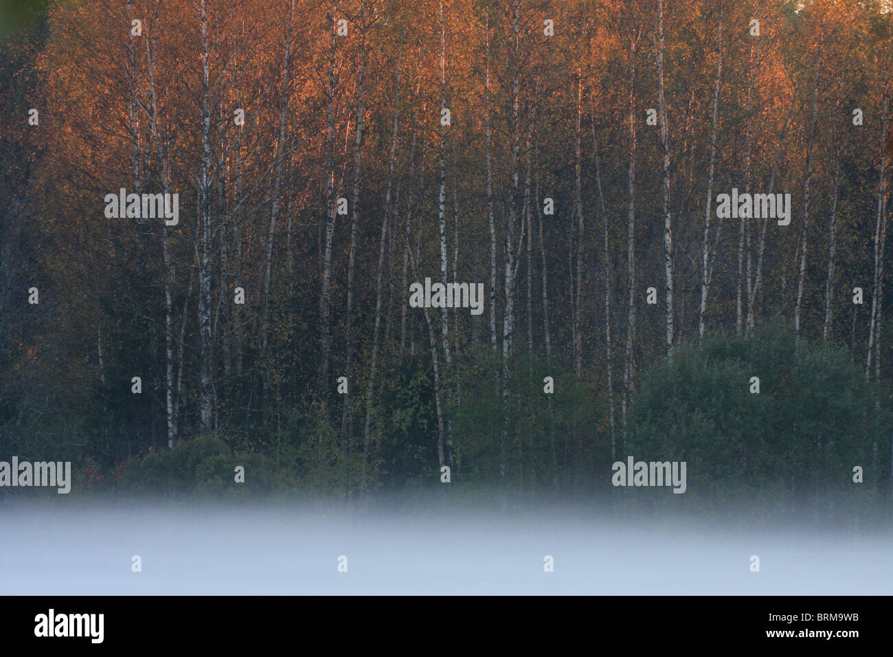 Foggy autumn landscape photo of birchwood, Lower-Pedja Nature Reserve, Estonia Stock Photo
