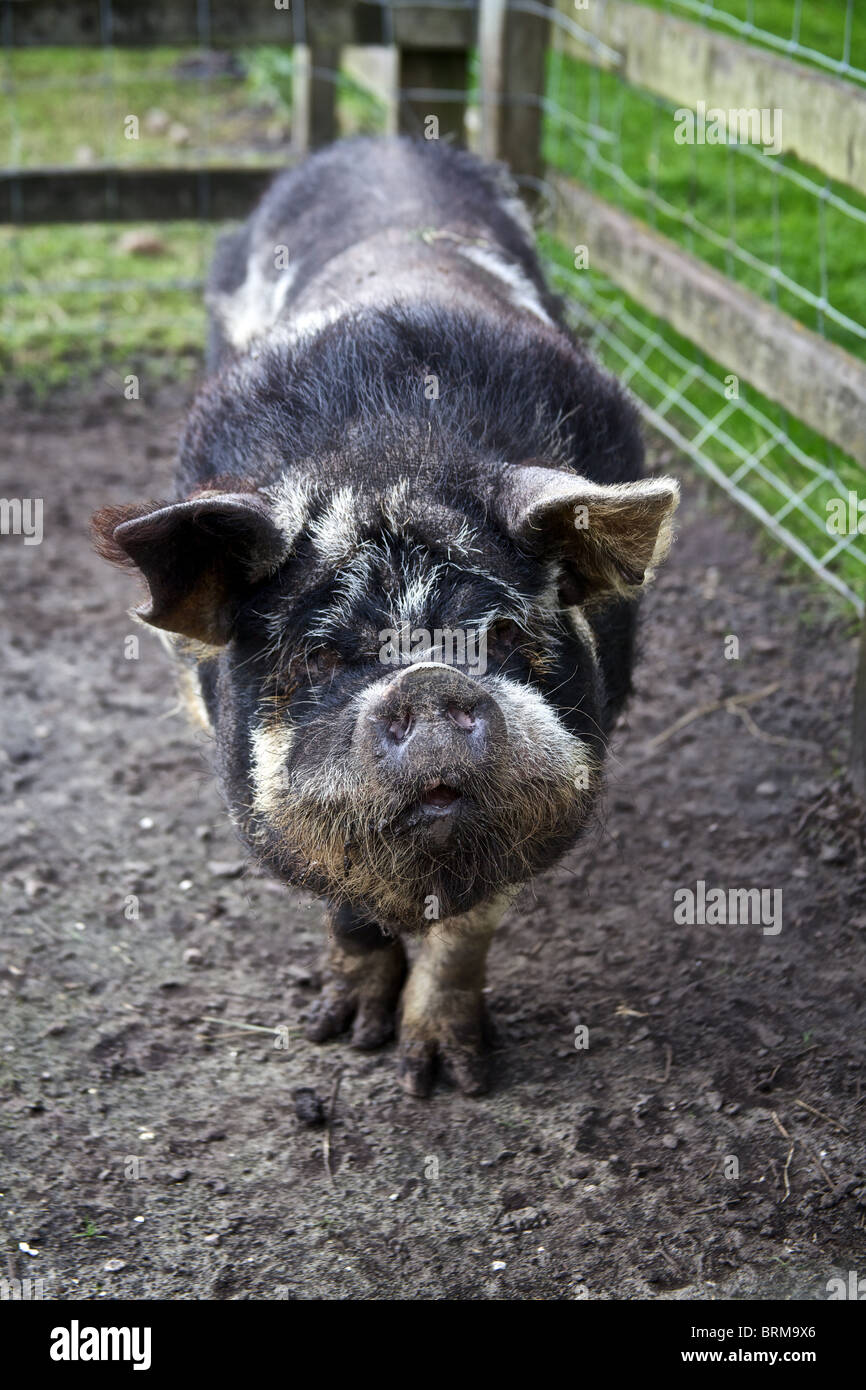 black pig Stock Photo