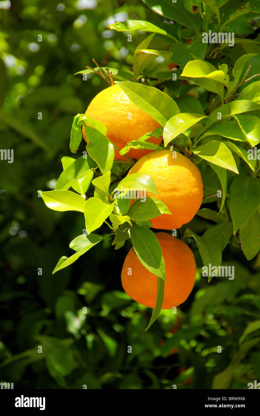 Orange am Baum - orange fruit on tree 05 Stock Photo