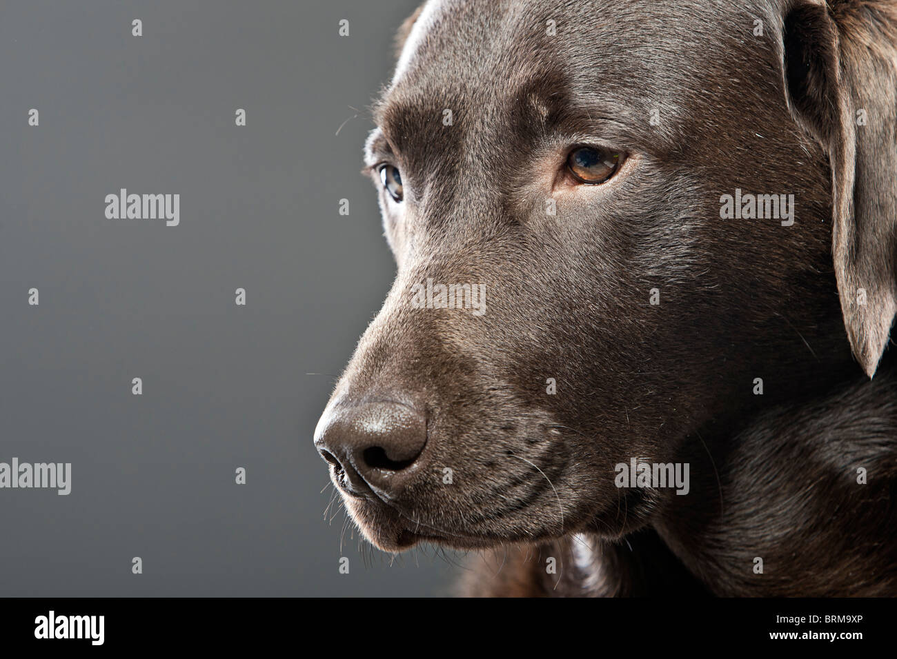 Close Up Shot of a Chocolate Labrador Retriever Stock Photo