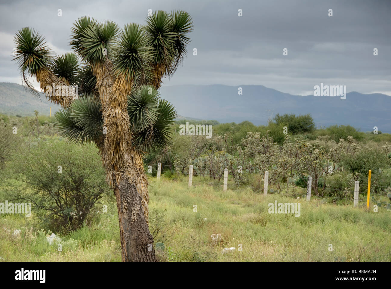 a Mexican landscape Stock Photo - Alamy