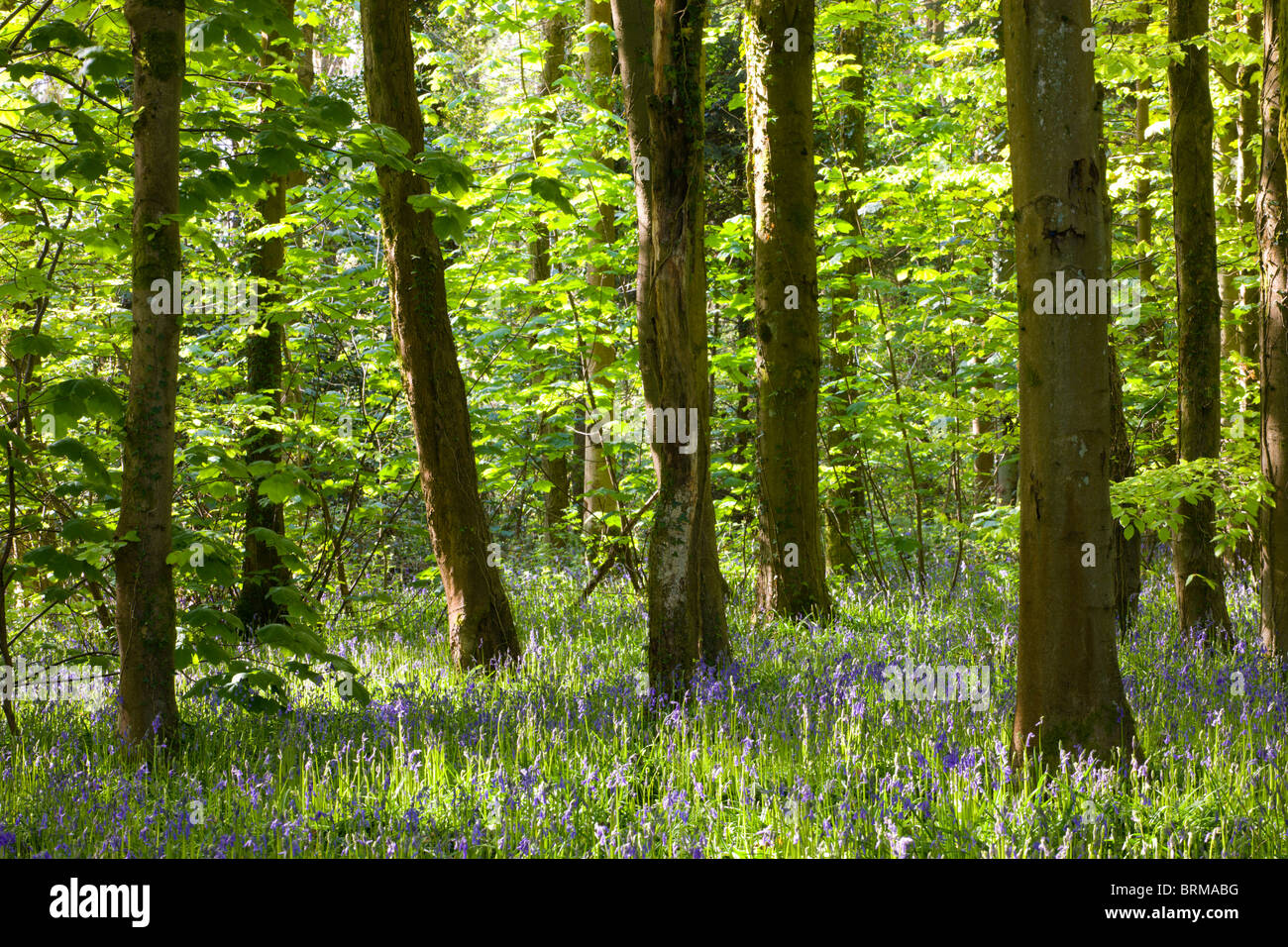 Common Bluebells (Hyacinthoides non-scripta) growing in Coed Cefn woodland near Crickhowell, Brecon Beacons National Park, Powys Stock Photo
