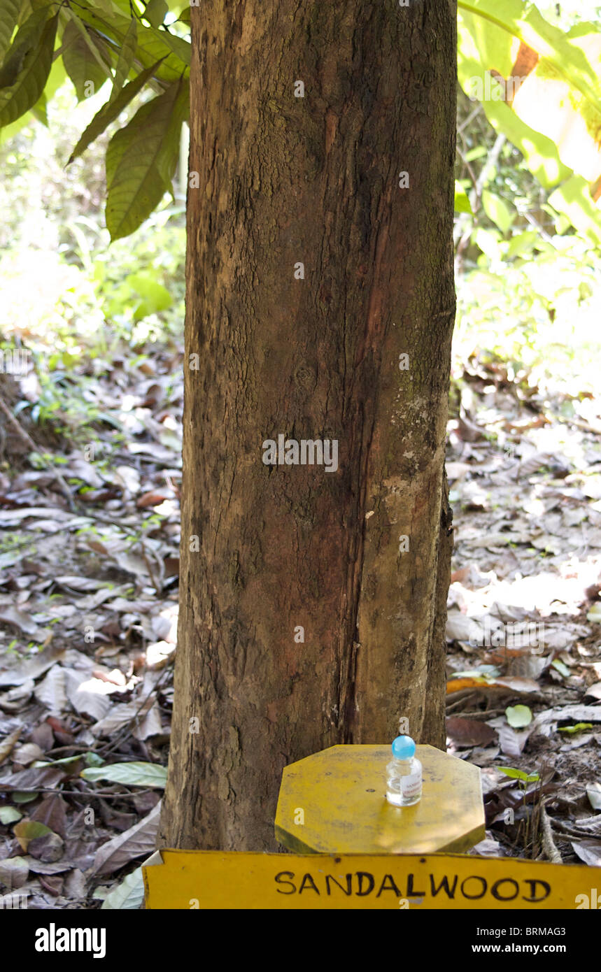 Sandalwood Tree High Resolution Stock Photography And Images Alamy