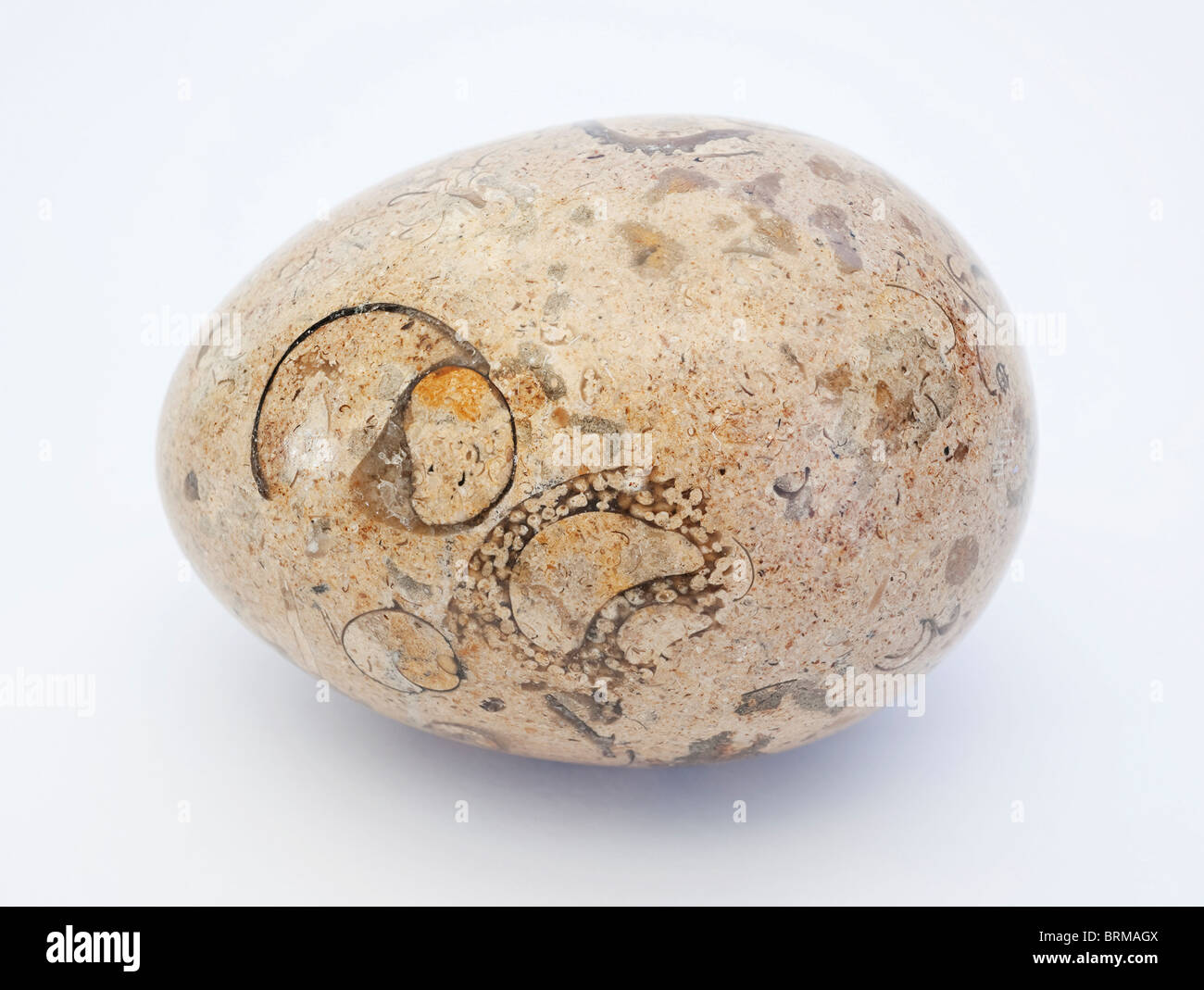 Polished fossil rich limestone egg Stock Photo Alamy