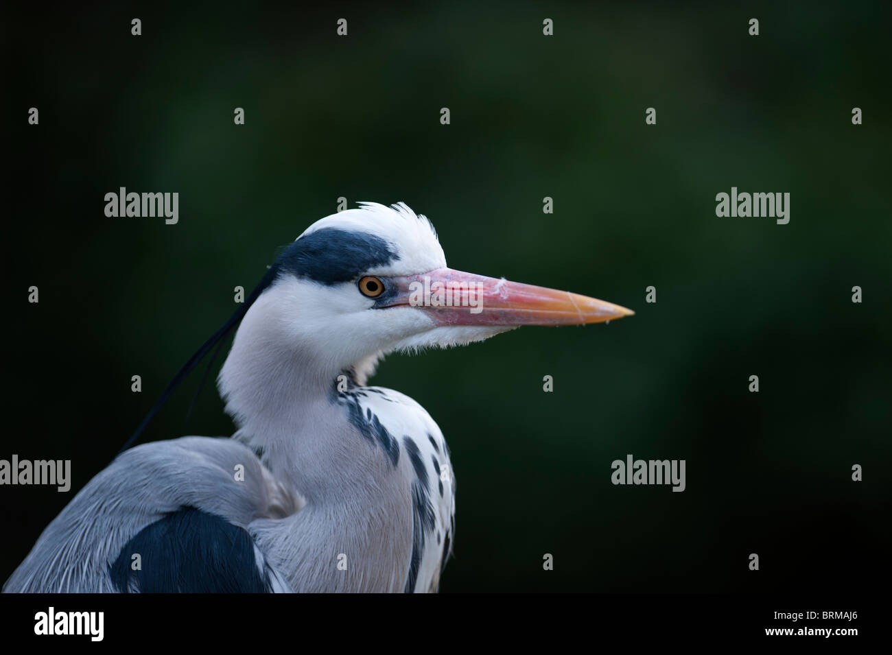 Grey Heron Ardea cinerea Regents Park Central London winter Stock Photo