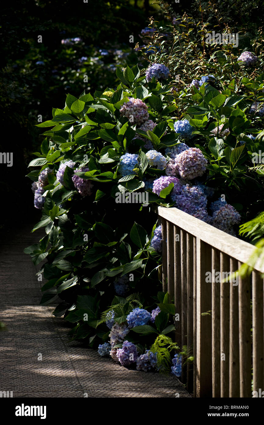 Hydrangeas in bloom at The Lost Gardens of Heligan in Cornwall, United Kingdom Stock Photo