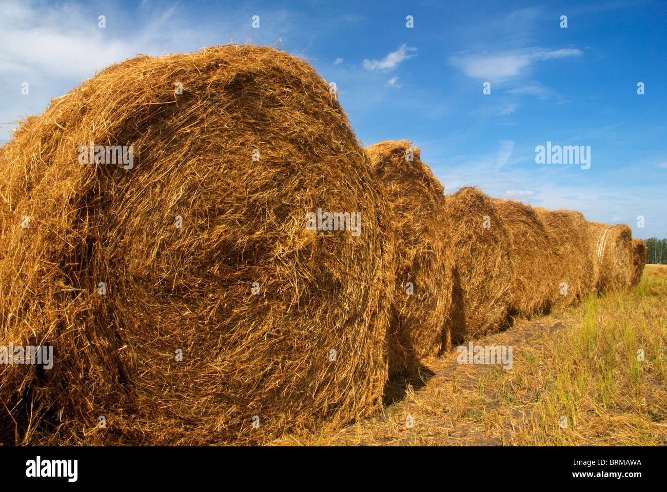 Hay Bales in Field Stock Photo Alamy