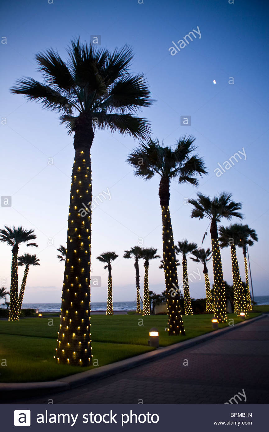 Galveston Texas, Palm trees with lights Stock Photo 31795169 Alamy