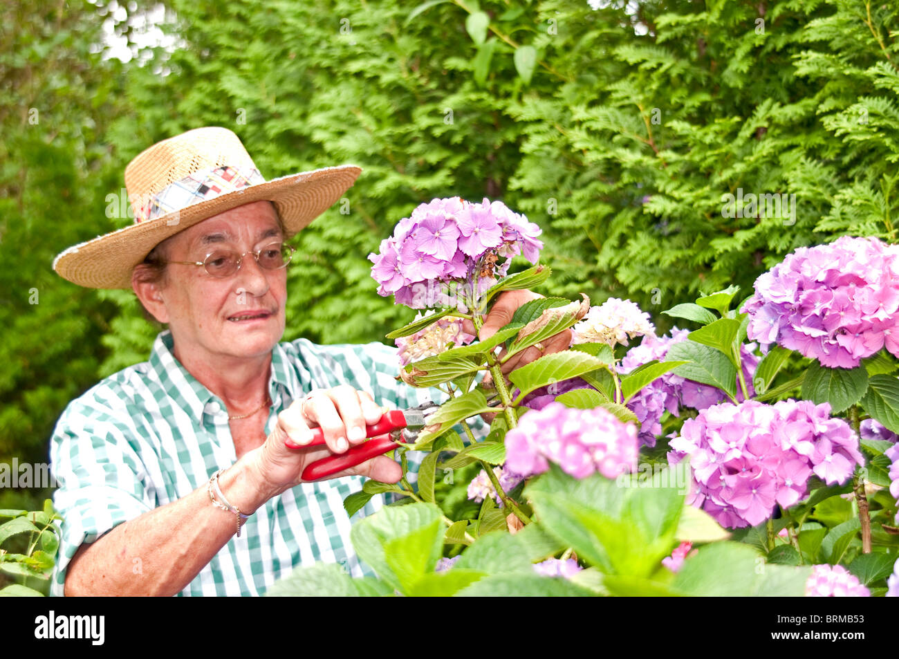Elderly Woman working in the garden; ältere frau arbeitet im garten Stock Photo