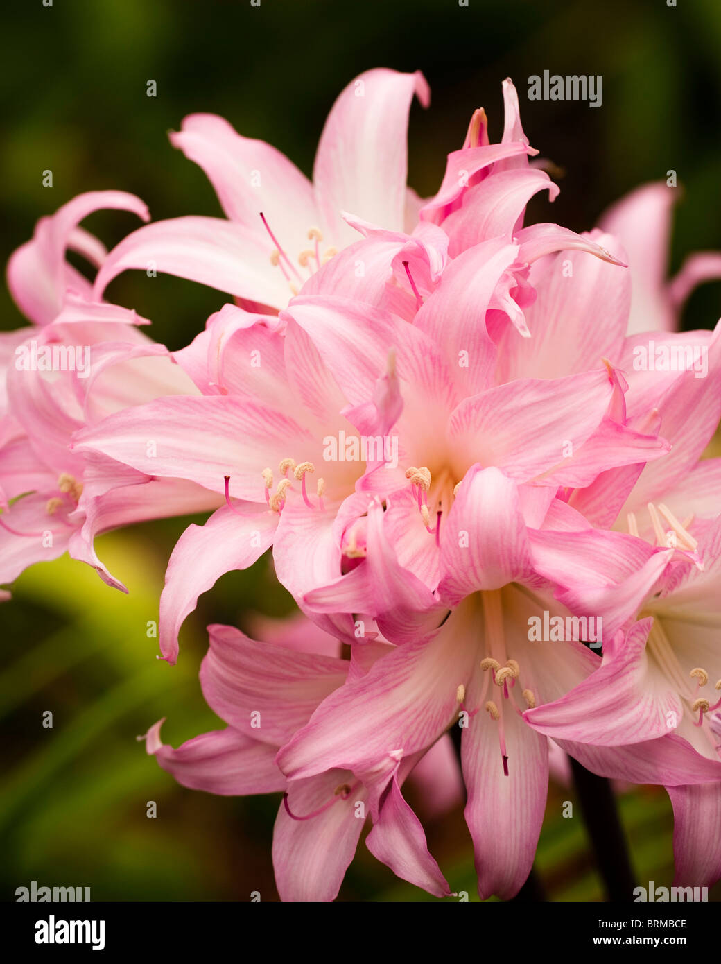 Belladonna Lily, Amaryllis belladonna, in flower Stock Photo