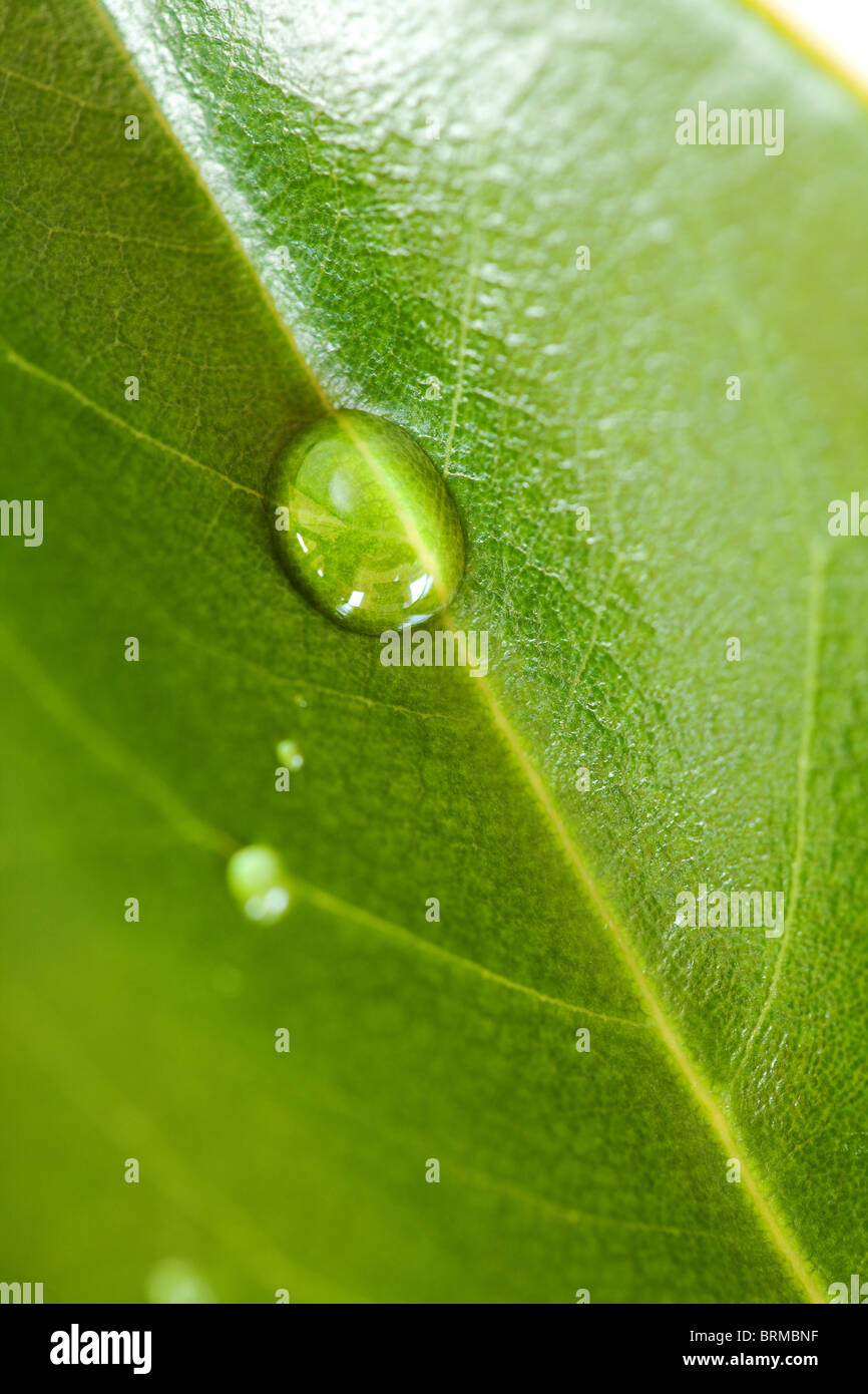 green leave and water droplet background Stock Photo