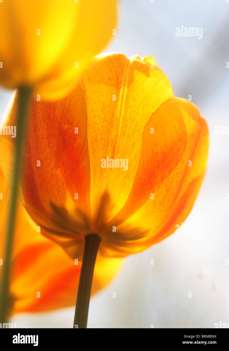 yellow tulip in the garden Stock Photo - Alamy