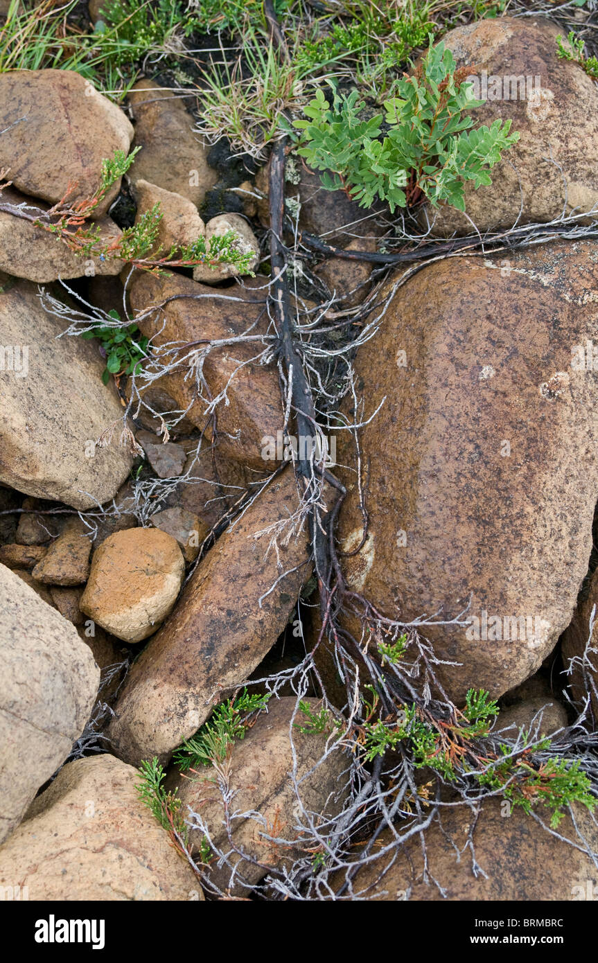 Common Juniper roots growing over rocks Stock Photo Alamy
