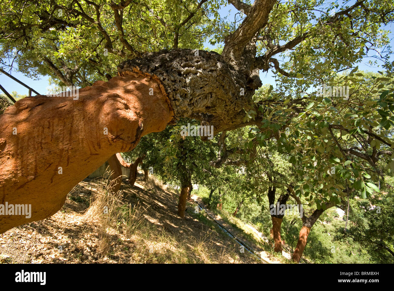 Cork oak tree hi-res stock photography and images - Alamy
