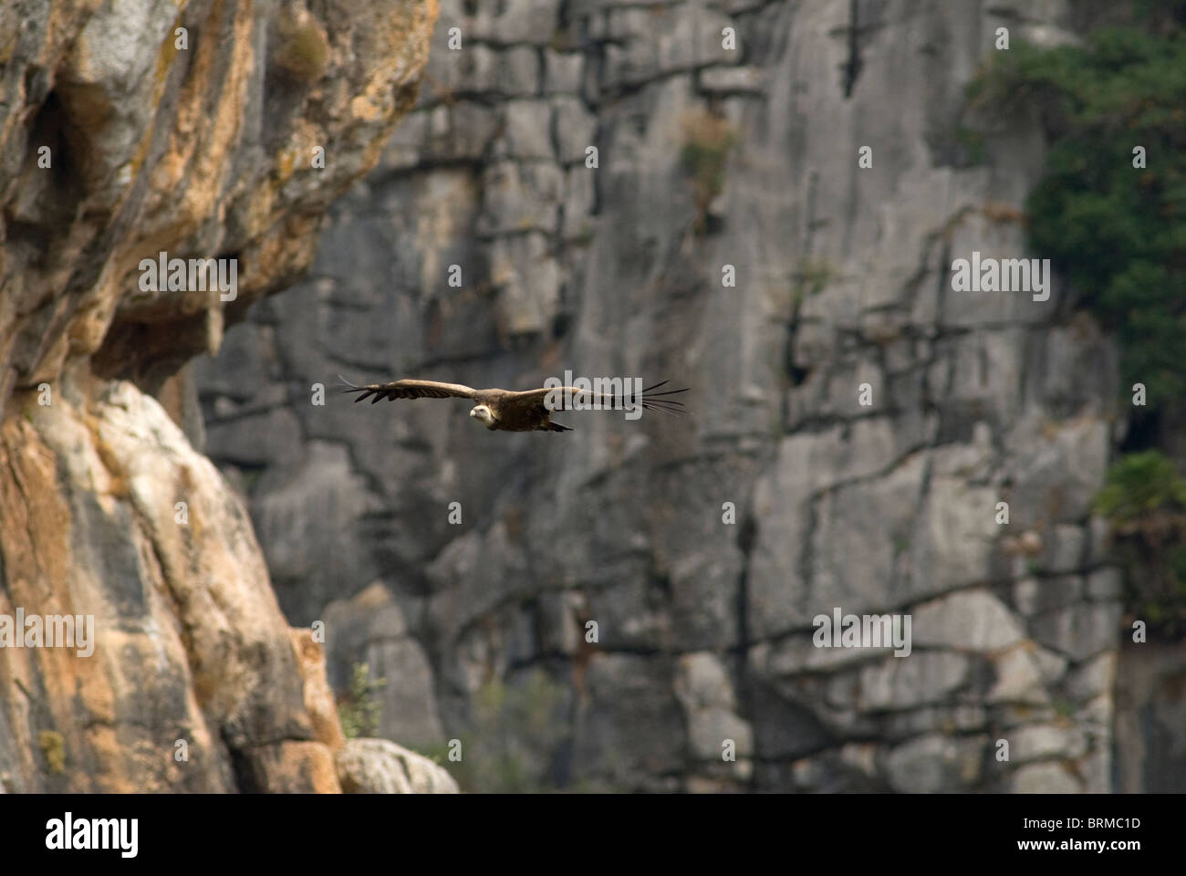 Adult Griffon Vulture soaring through deep  canyon Stock Photo