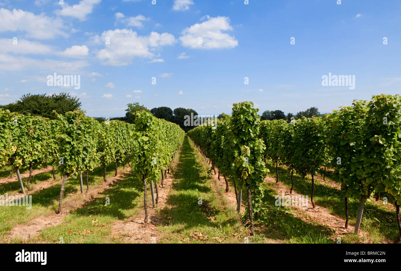 Rows of grape vines in a vineyard in Alsace, France, Europe. Stock Photo