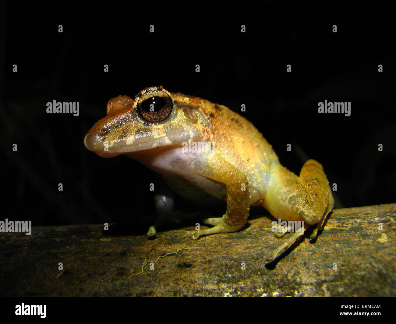 A Rain Frog in Costa Rica Stock Photo