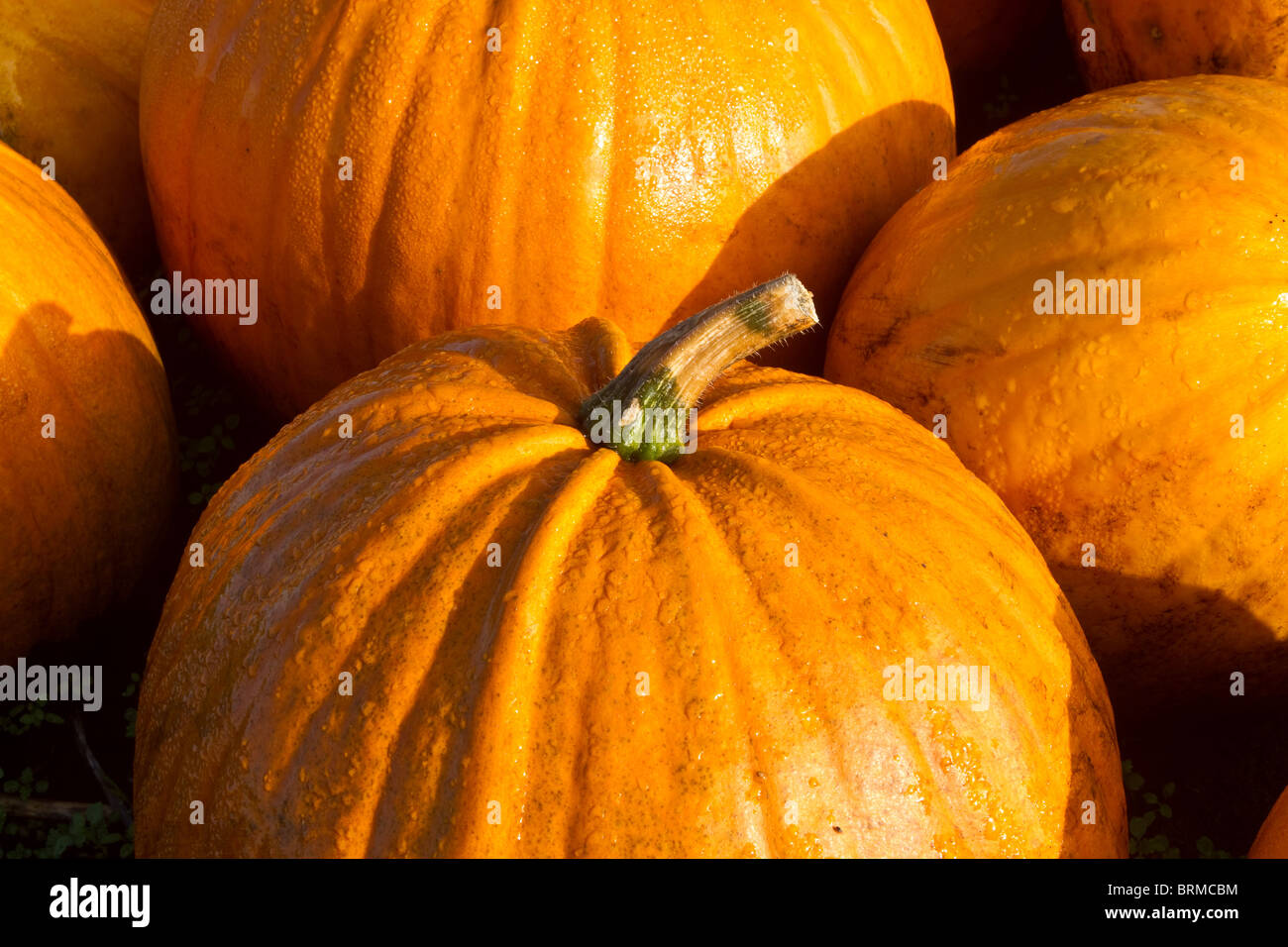 English Pumpkins grown at Market Garden, Tarleton, Southport, Lancashire, UK Stock Photo