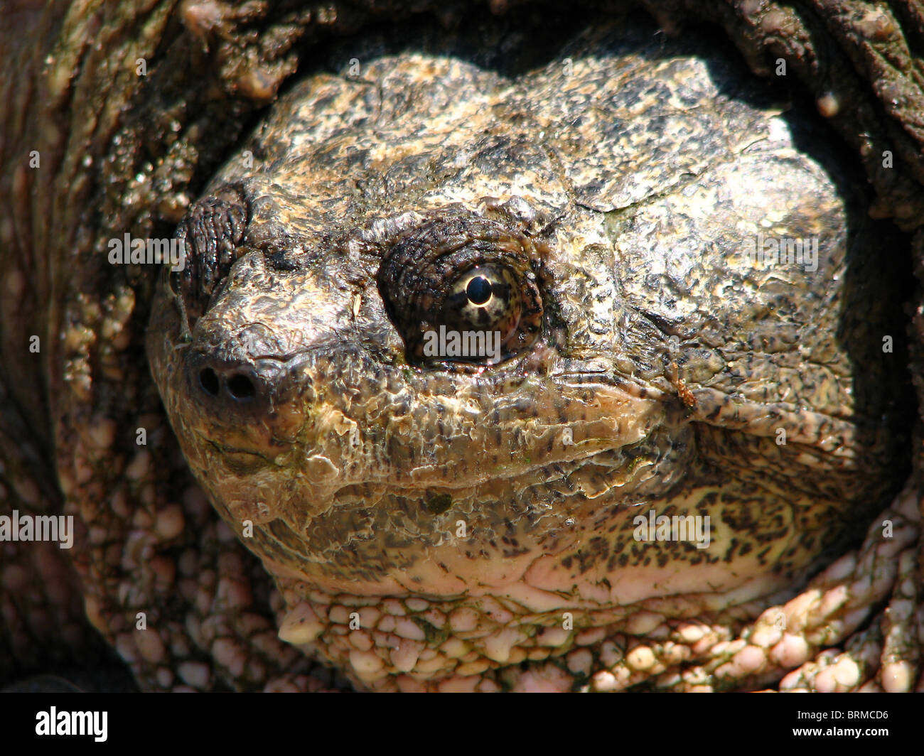 An Adult Female Common Snapping Turtle (Chelydra serpentina) Stock Photo