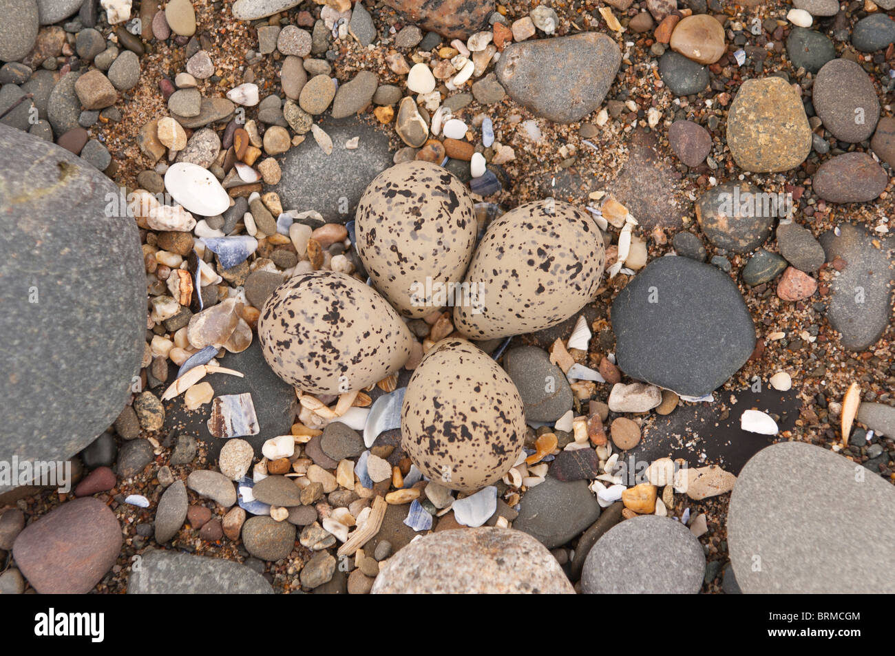 A clutch of 4 eggs in the nest of a Ringed Plover ( Charadrius hiaticula ) on the beach in