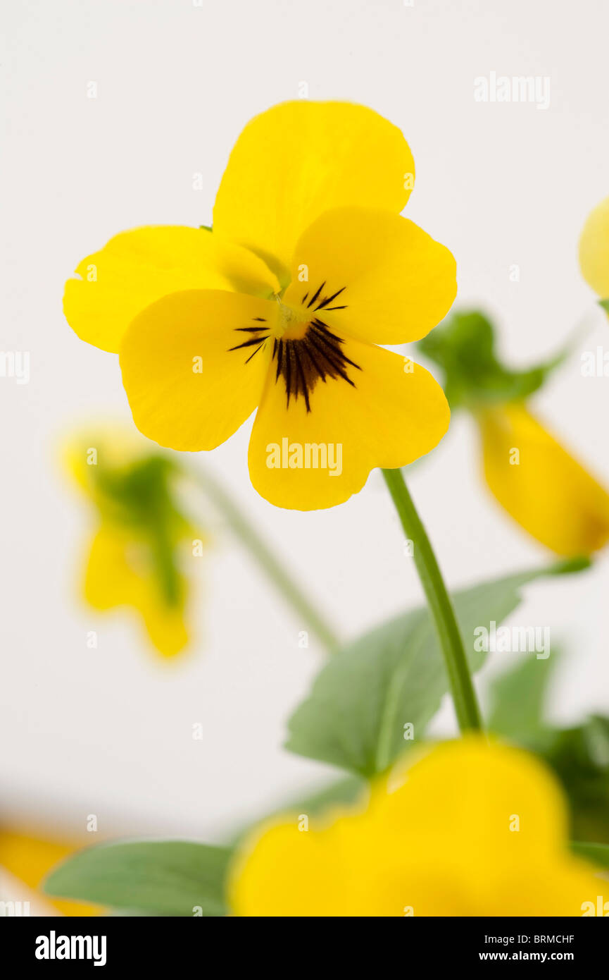 Blotch Of Colour High Resolution Stock Photography and Images - Alamy
