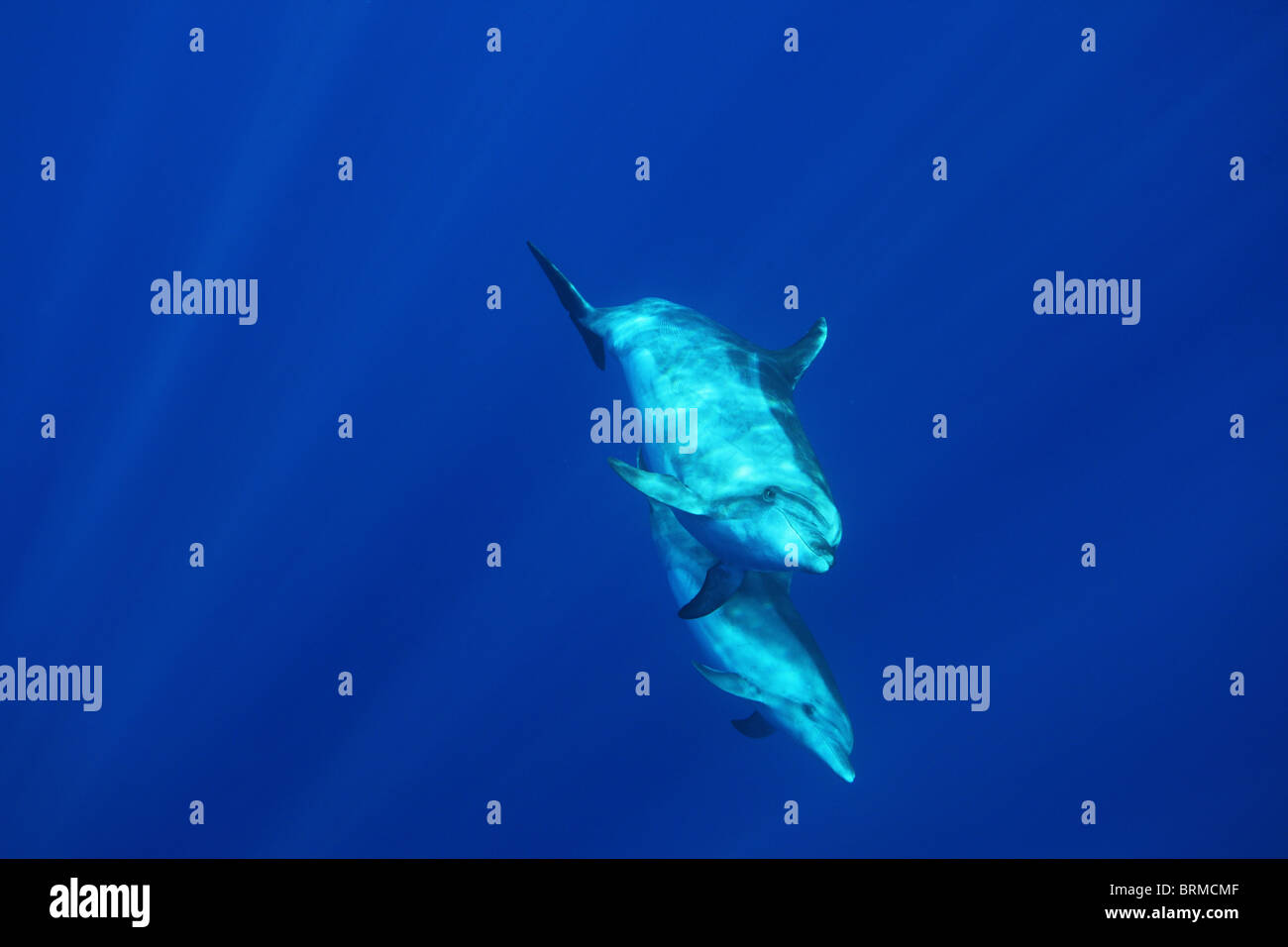 Maternity, motherhood mother and calf bottlenose dolphins in the blue