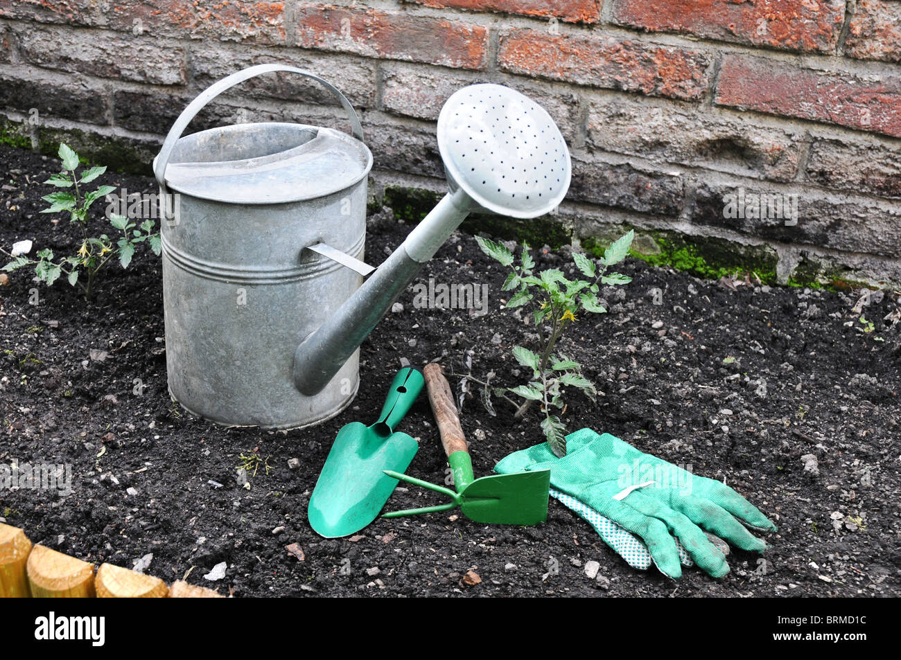 Old watering can on a vegetable patch with gardening tools. Stock Photo