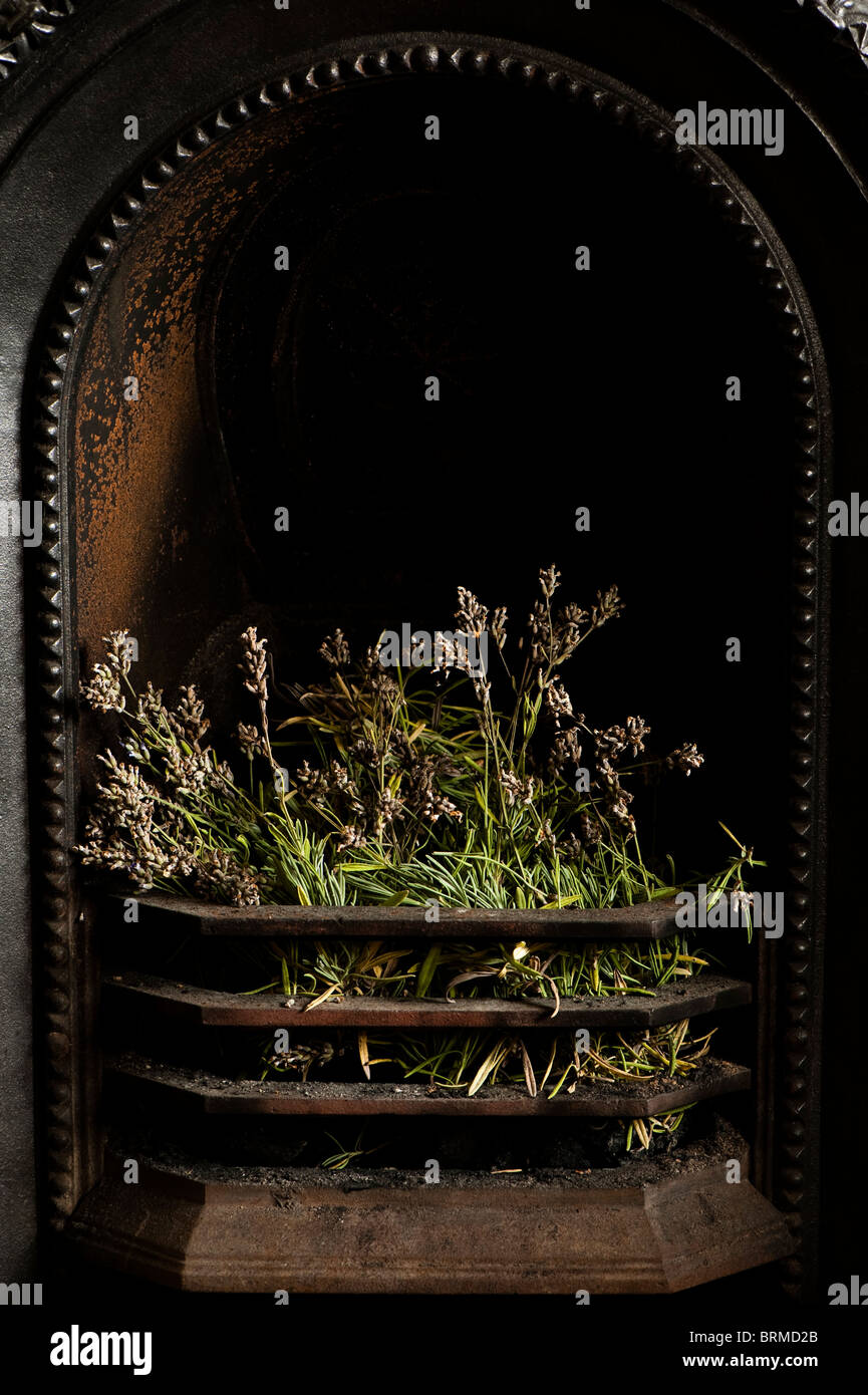 Drying Lavender, Lavandula angustifolia ‘Hidcote’, in a fireplace grate Stock Photo