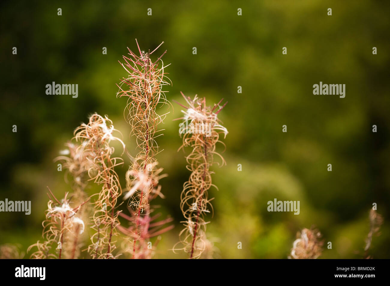 Rosebay Willowherb, Chamerion angustifolium, after flowering Stock Photo