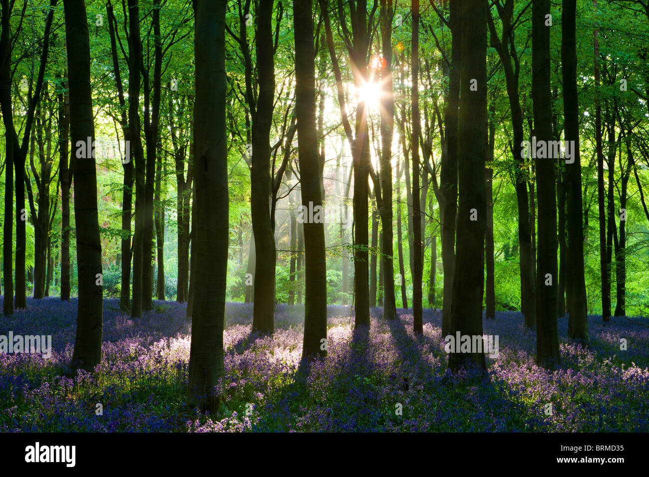 Early morning sunlight in West Woods bluebell woodland, Lockeridge, Wiltshire, England. Spring (May) 2010. Stock Photo