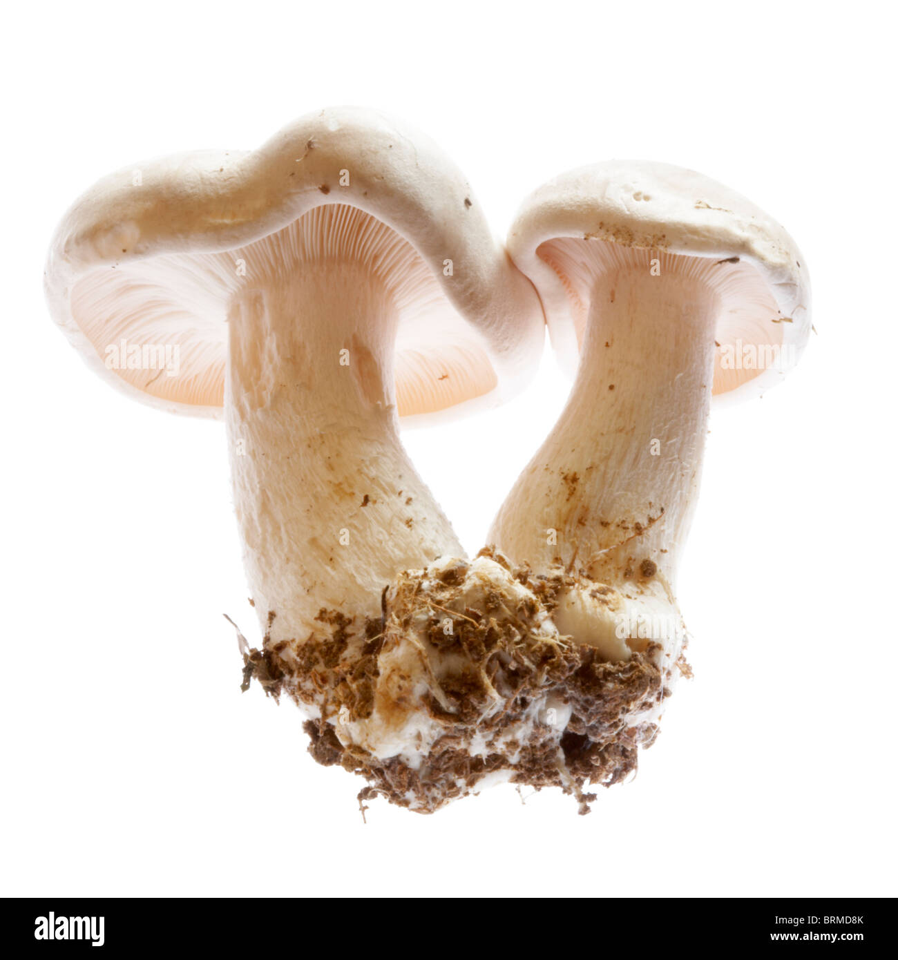 Poisonous fungi (Entoloma sinuatum) found in Dorset, England, UK October 2008 Stock Photo