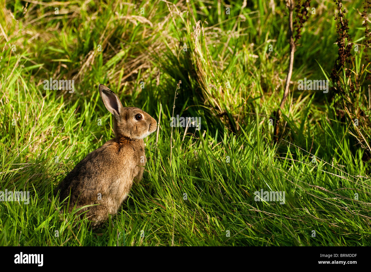Wild Rabbit Britain Wild Rabbit, Oryctolagus cuniculus, in Cornwall, United Kingdom Stock ...