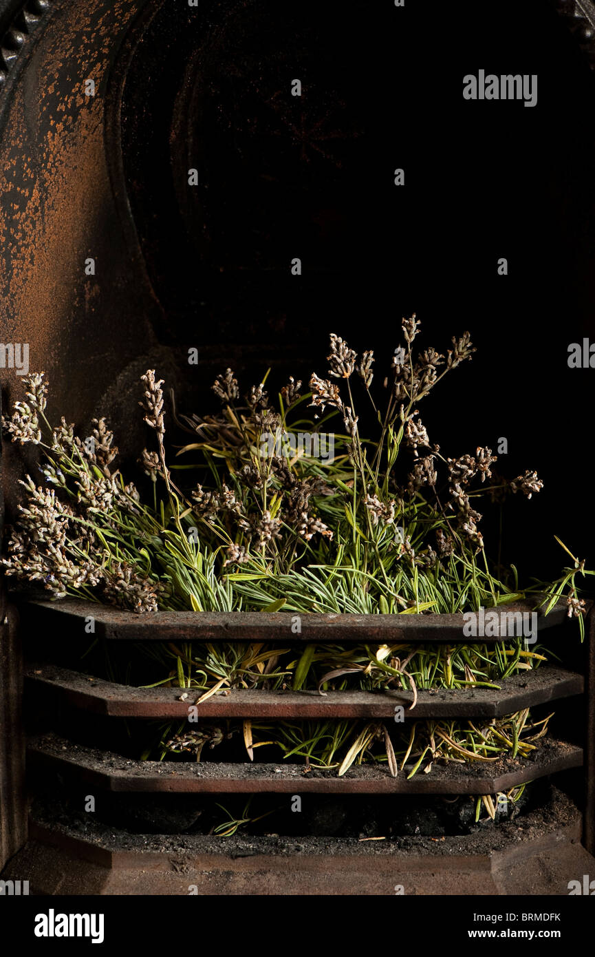 Drying Lavender, Lavandula angustifolia ‘Hidcote’, in a fireplace grate Stock Photo