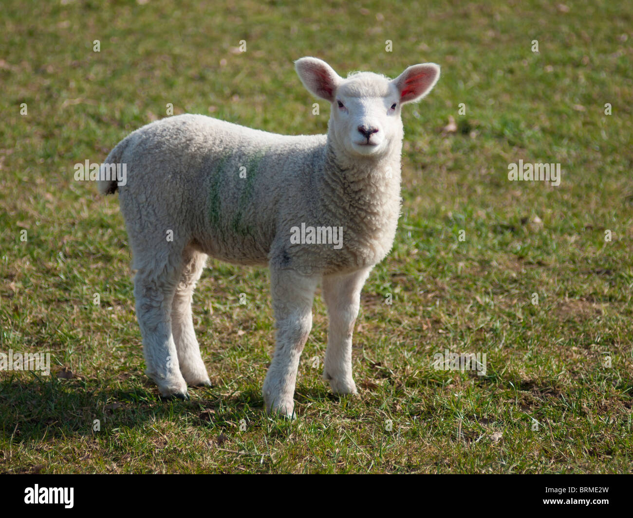 English lamb hires stock photography and images Alamy
