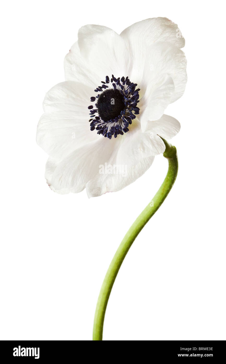 Black and White Anemone Isolated on a White Background Stock Photo