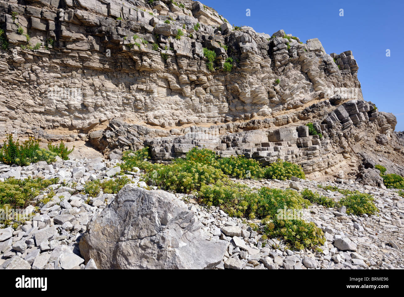 Rock and Golden Samphire colonizing limestone scree, Fossil Forest Ledge, Dorset, England Stock Photo
