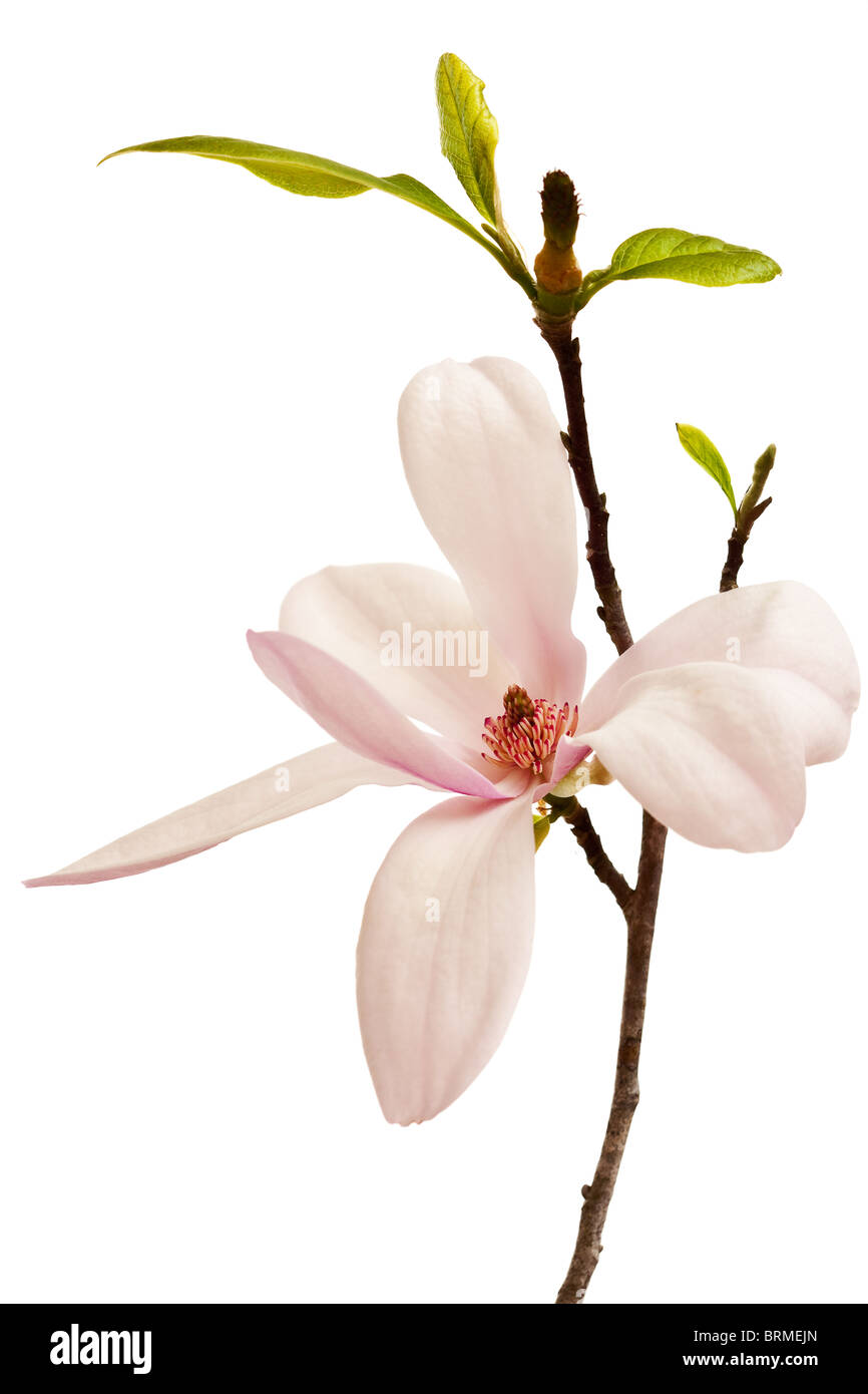 Spring Magnolia Blossom Isolated on White Backgroud Stock Photo