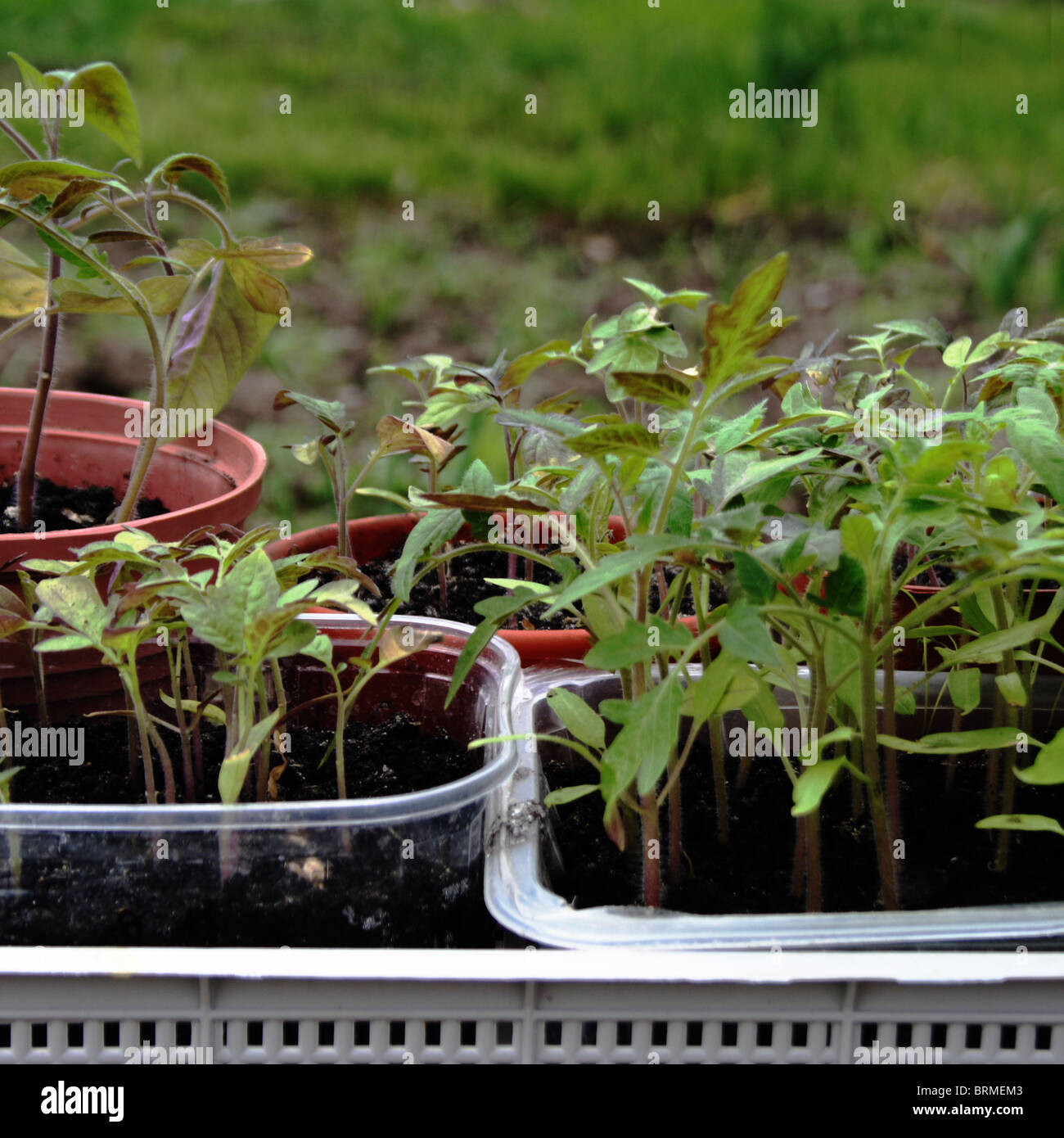 tomato seedlings Stock Photo