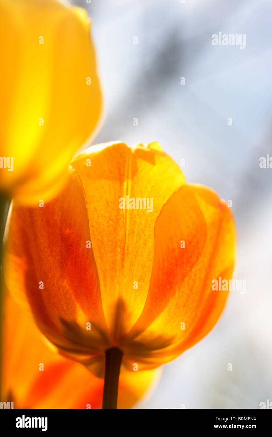 yellow tulip in the garden Stock Photo - Alamy