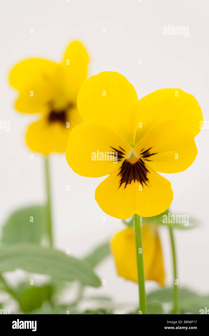 Blotch of colour hires stock photography and images Alamy