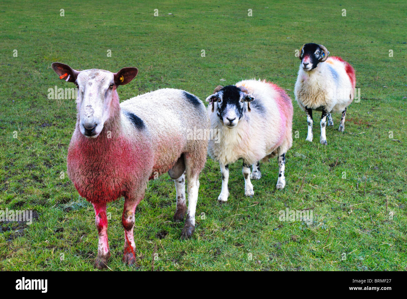 Three sheep in field during mating season Stock Photo