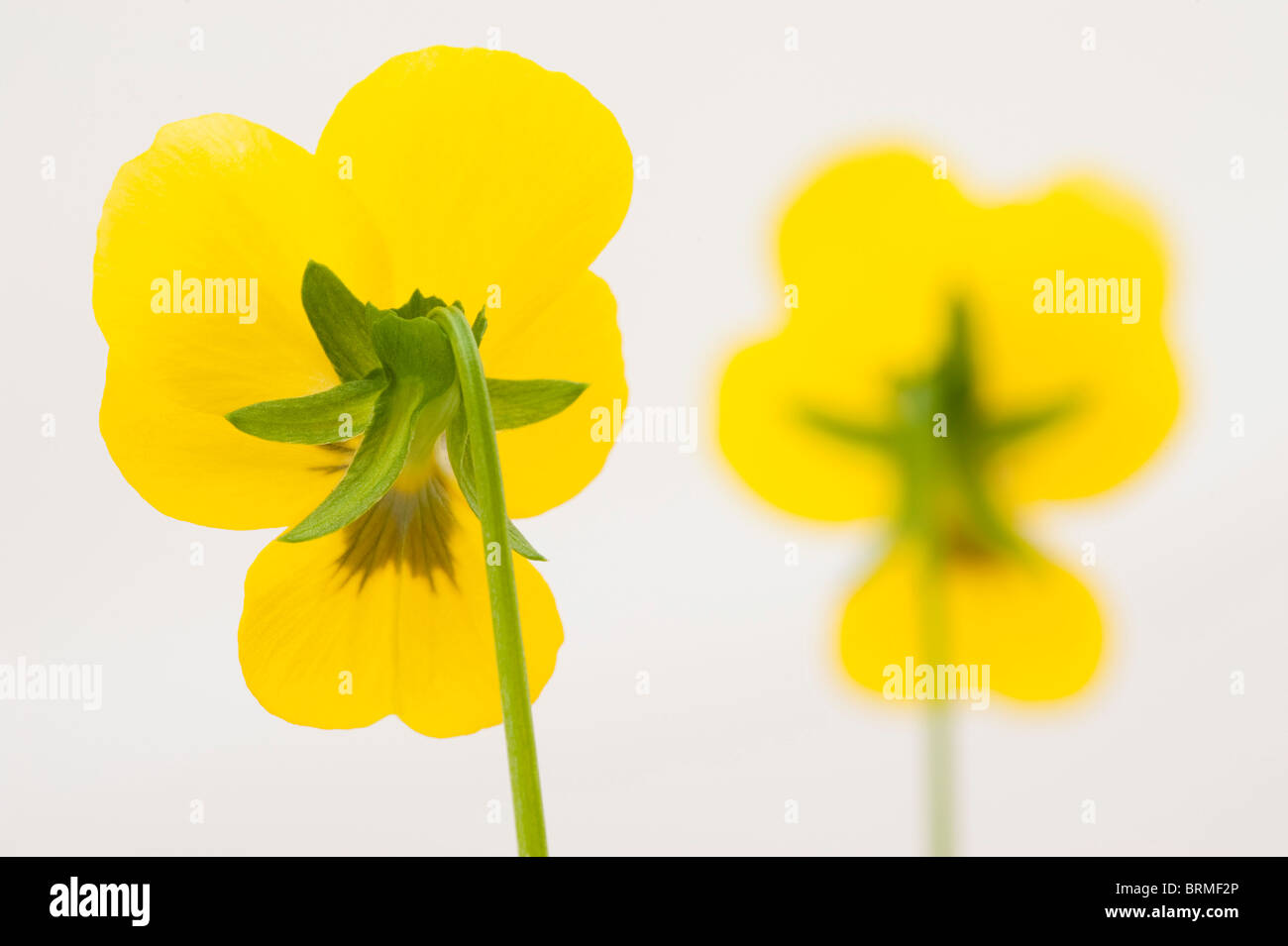 Blotch of colour hi-res stock photography and images - Alamy