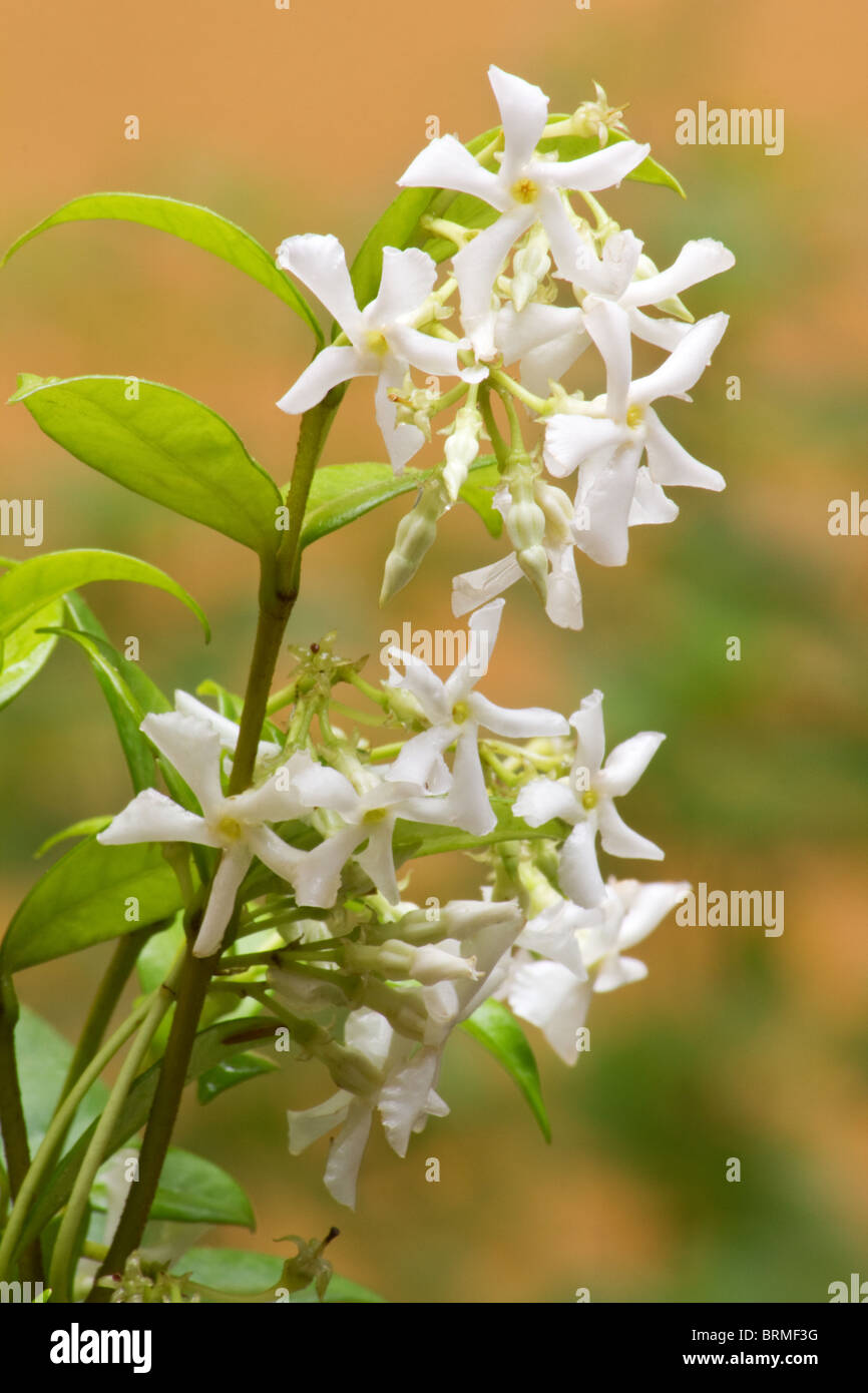 Star jasmine in bloom Stock Photo