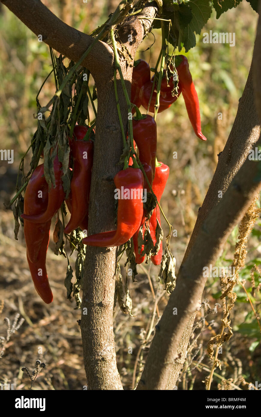 Red Peppers tied in a bunch hanging under tree to dry Stock Photo - Alamy