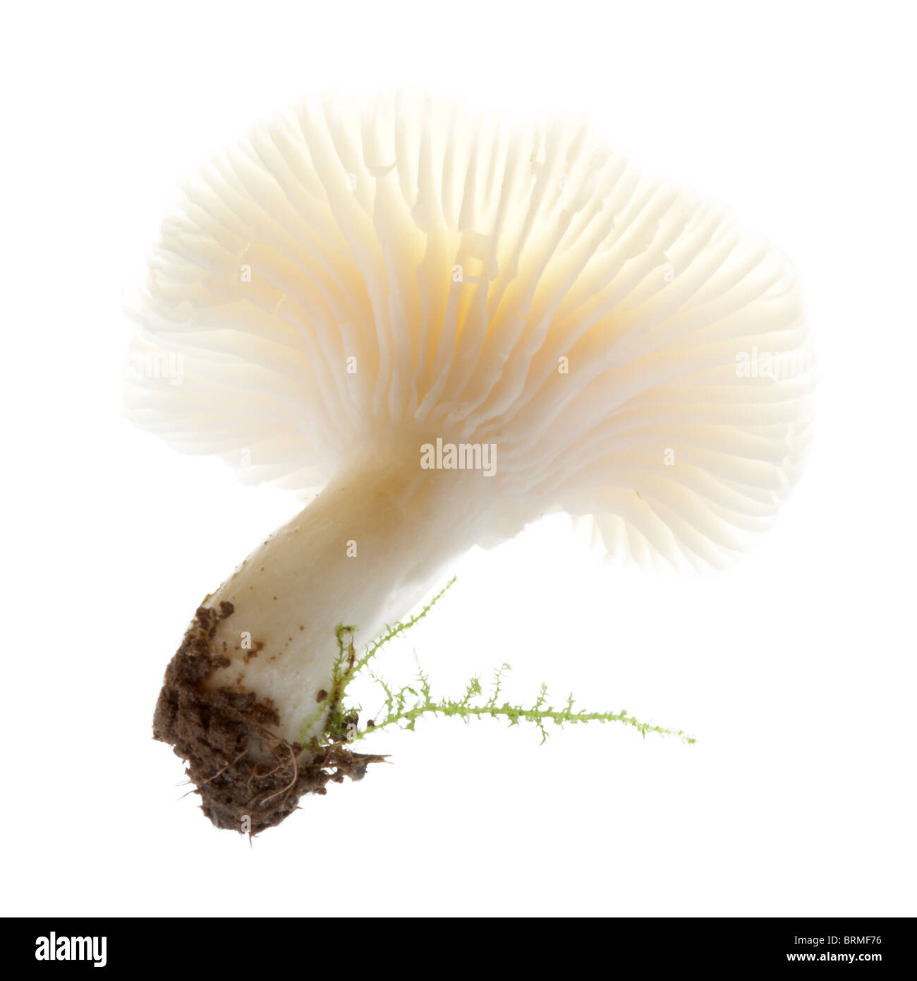 Still life of a Snowy Wax cap fungi (hygrocybe virginea) Stock Photo