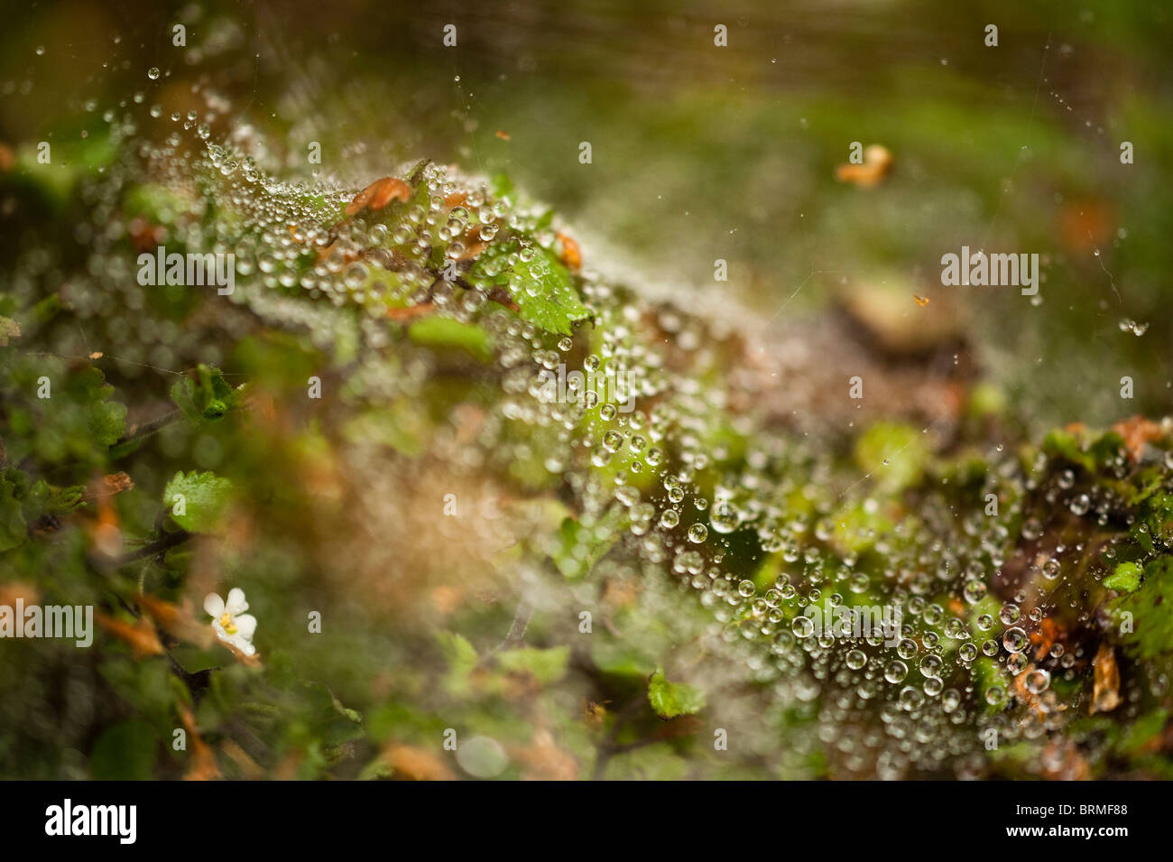 Close up of Bacopa white plants covered by spiders' webs with water droplets Stock Photo