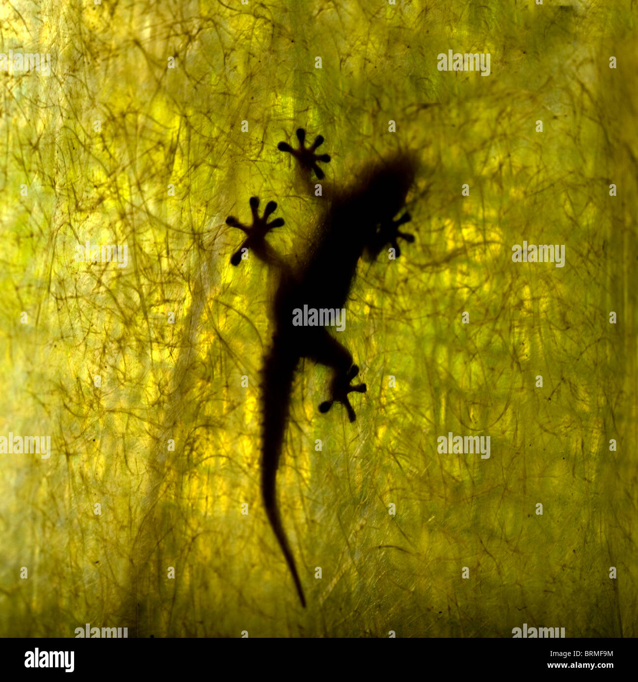 Gecko silhouetted against fiber glass panel Stock Photo